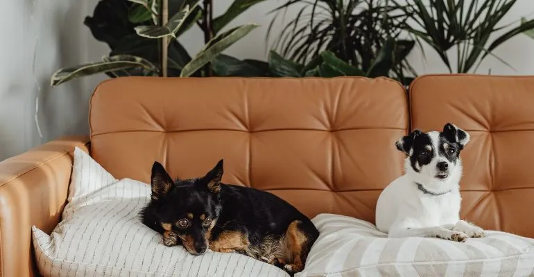 Antifurto pet friendly